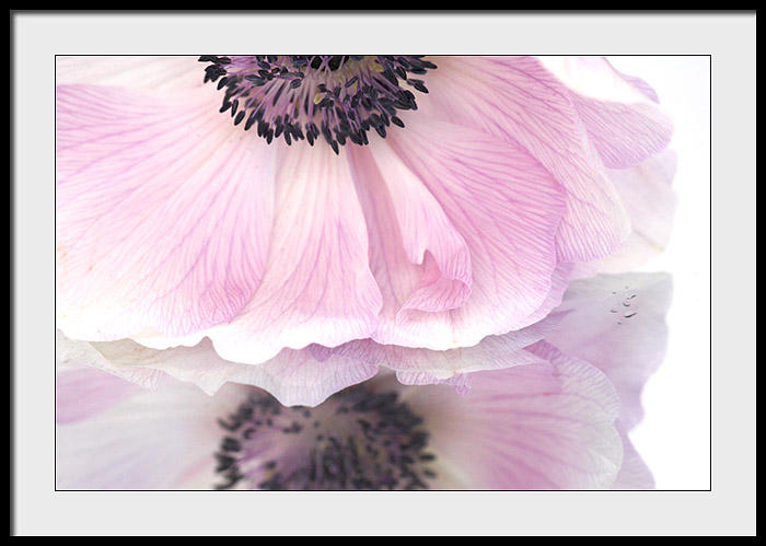 Anemone in the looking glass..