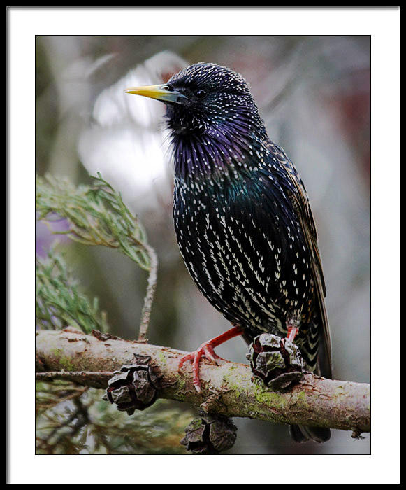Annies starling