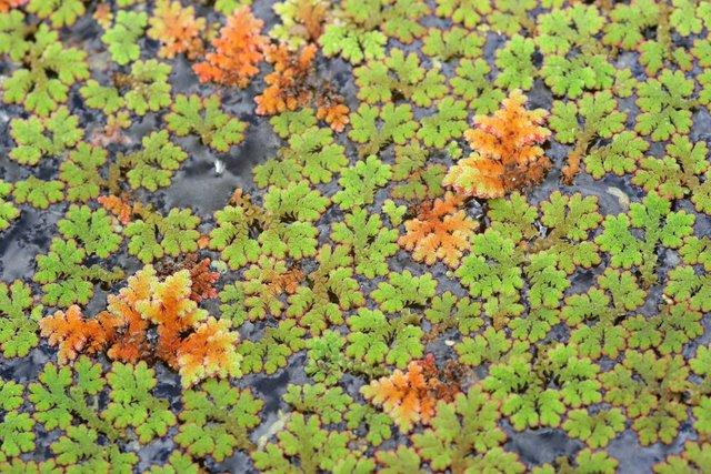 Pond Weed