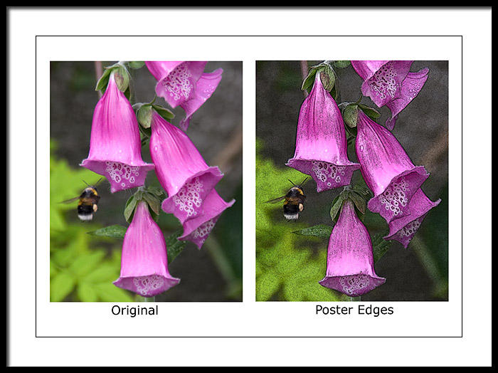 Bee orginal and poster edges.jpg