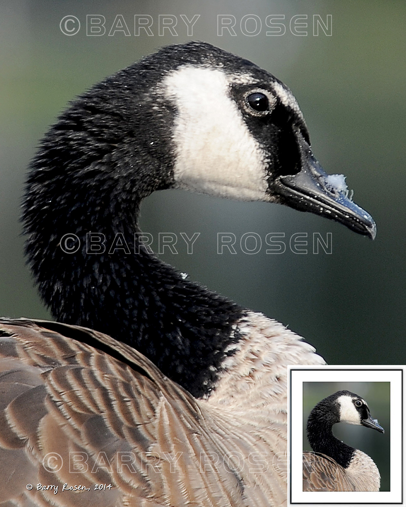 Canada Goose M13_2287