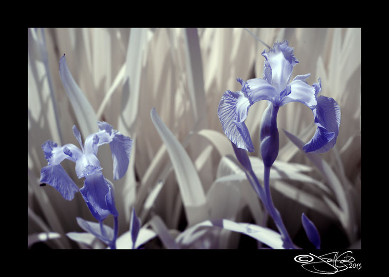 IRis 2