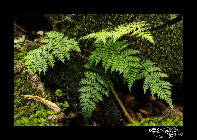 Greens