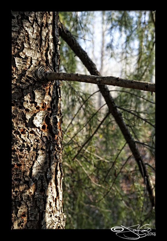 Tree 3