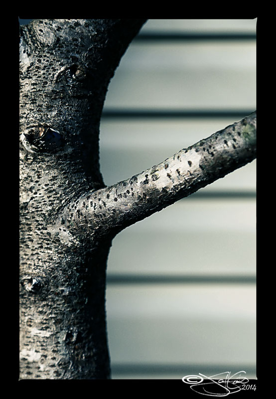 Tree 4
