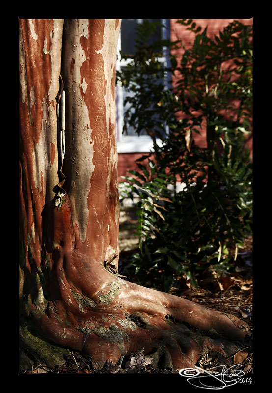 Tree 11