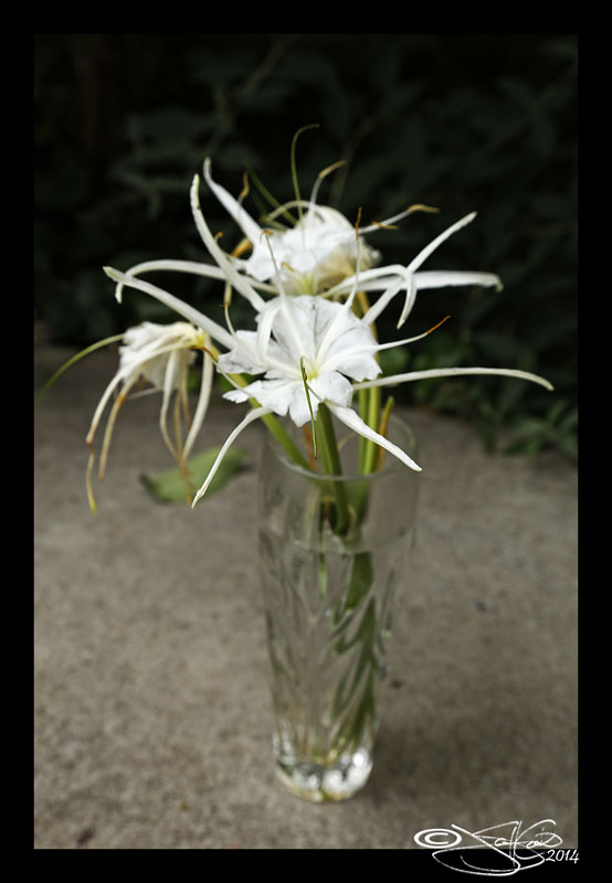 Hymenocallis occidentalis