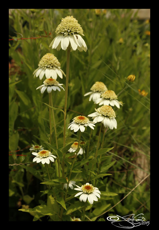 Echinacea purpurea Milkshake