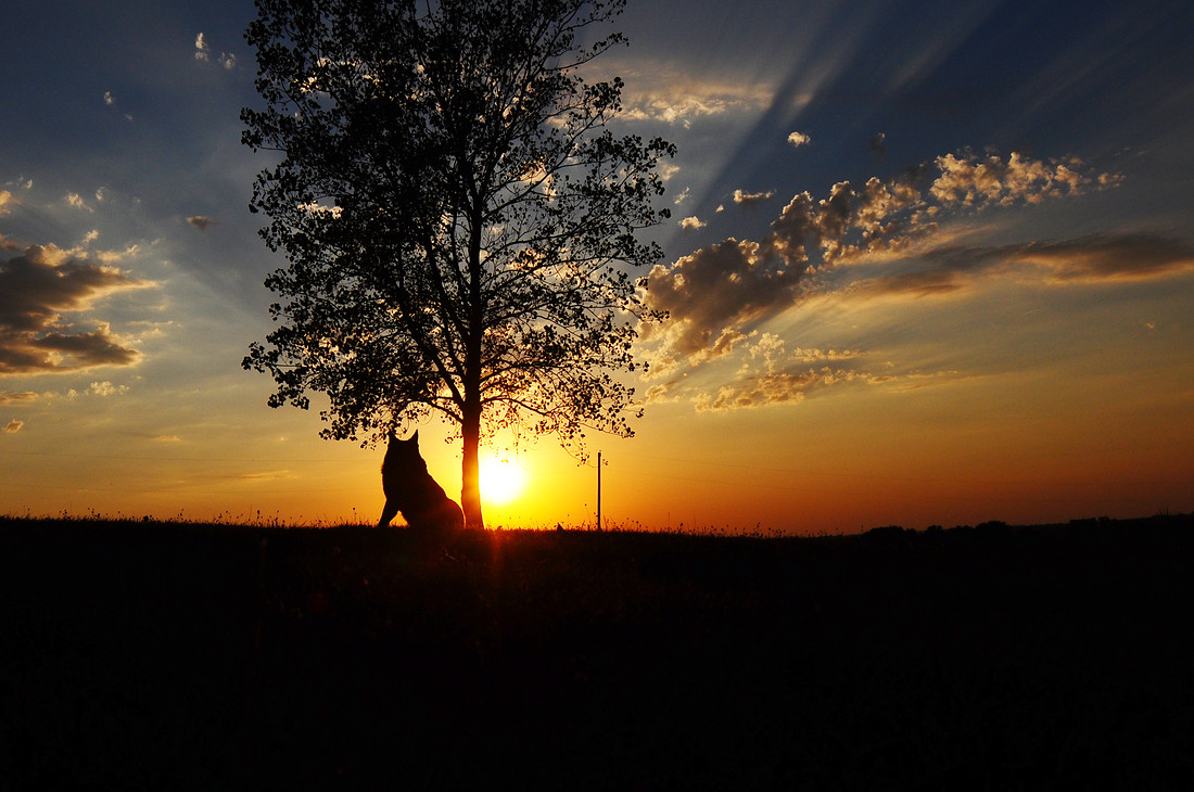 Sunset with Paco