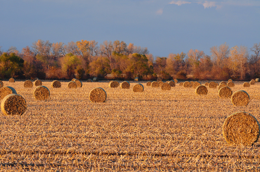 Corn Stalk Bales