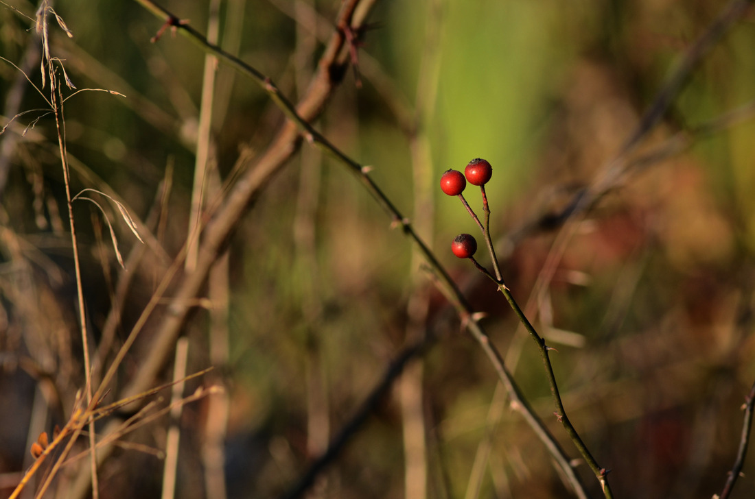 Fall Flora