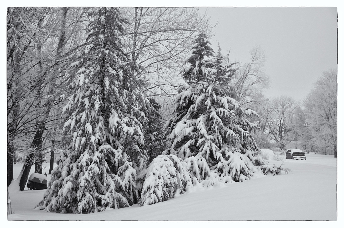 Winter 2008 with Evergreens