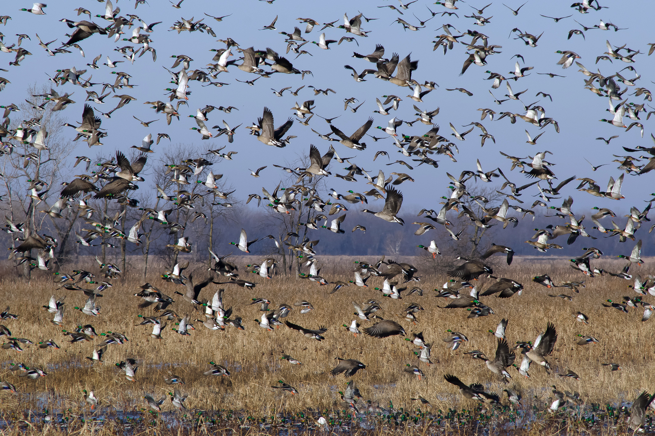 Mallards and Geese