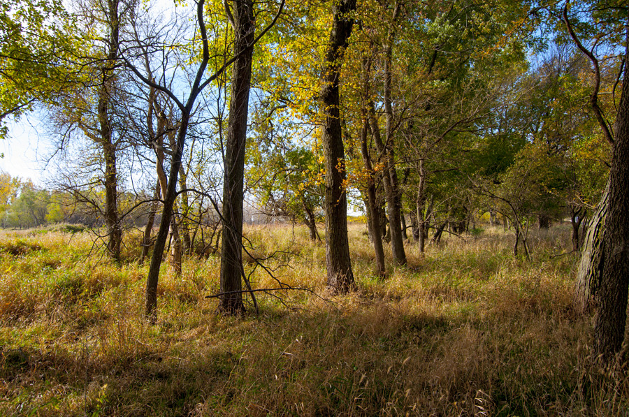 Fall at Squaw Creek