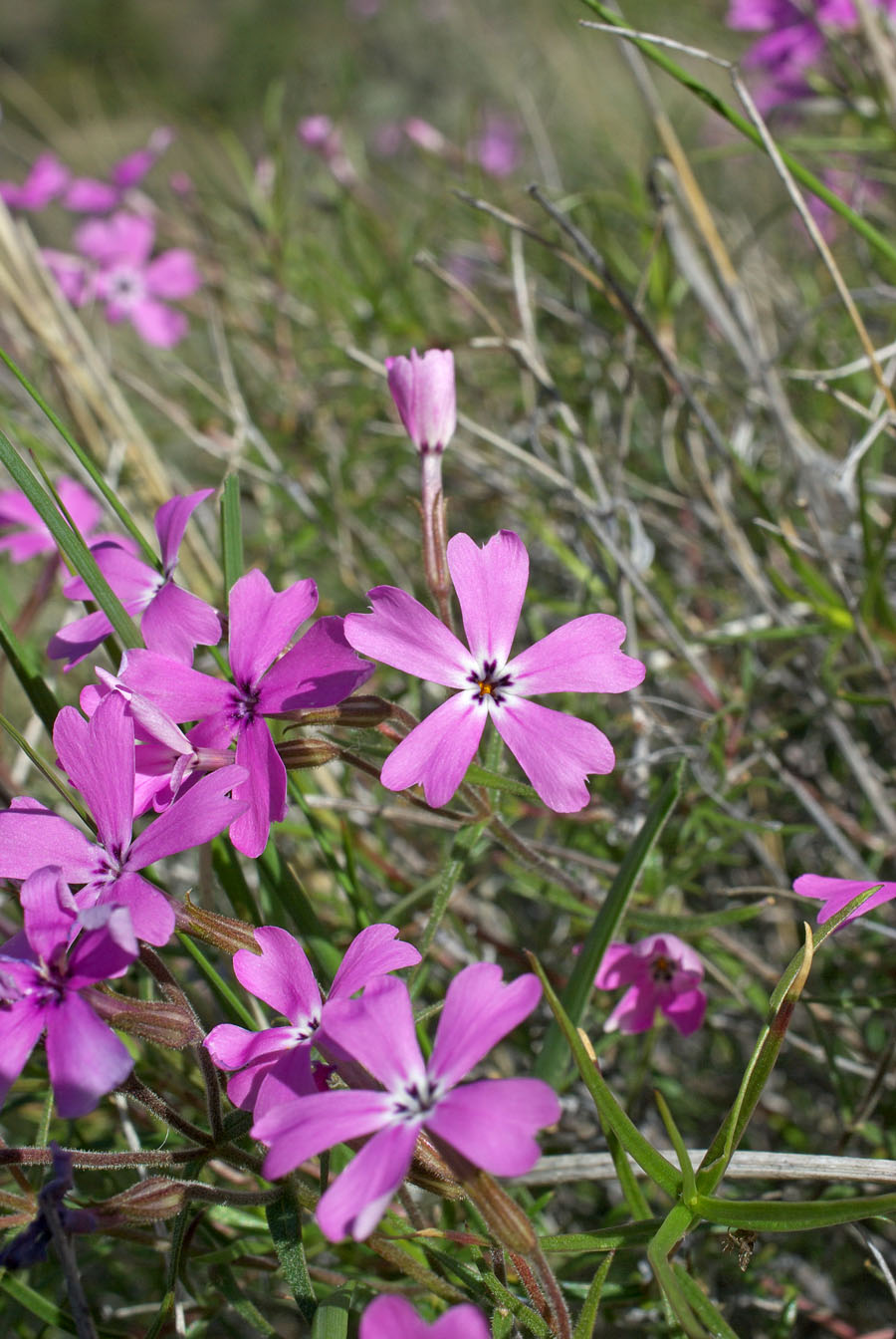 Phlox speciosa