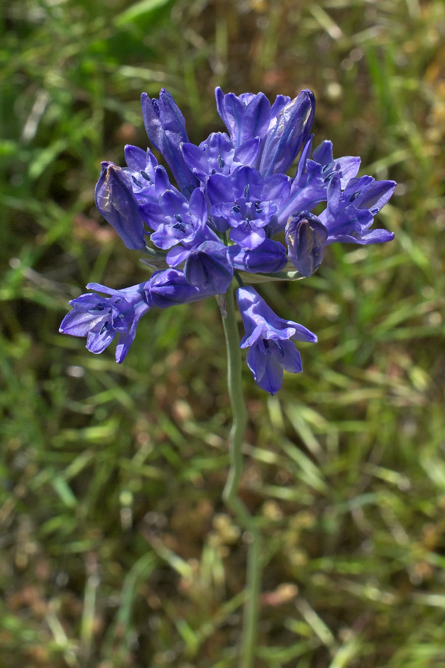 Triteleia grandiflora