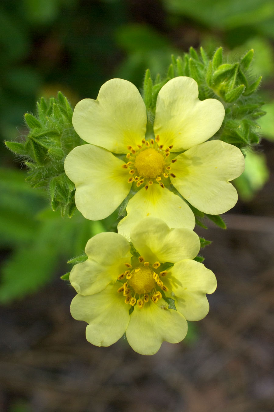 Potentilla recta