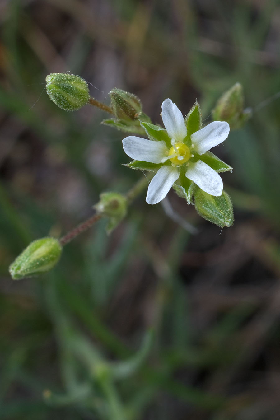 Minuartia nuttallii ssp. nuttallii