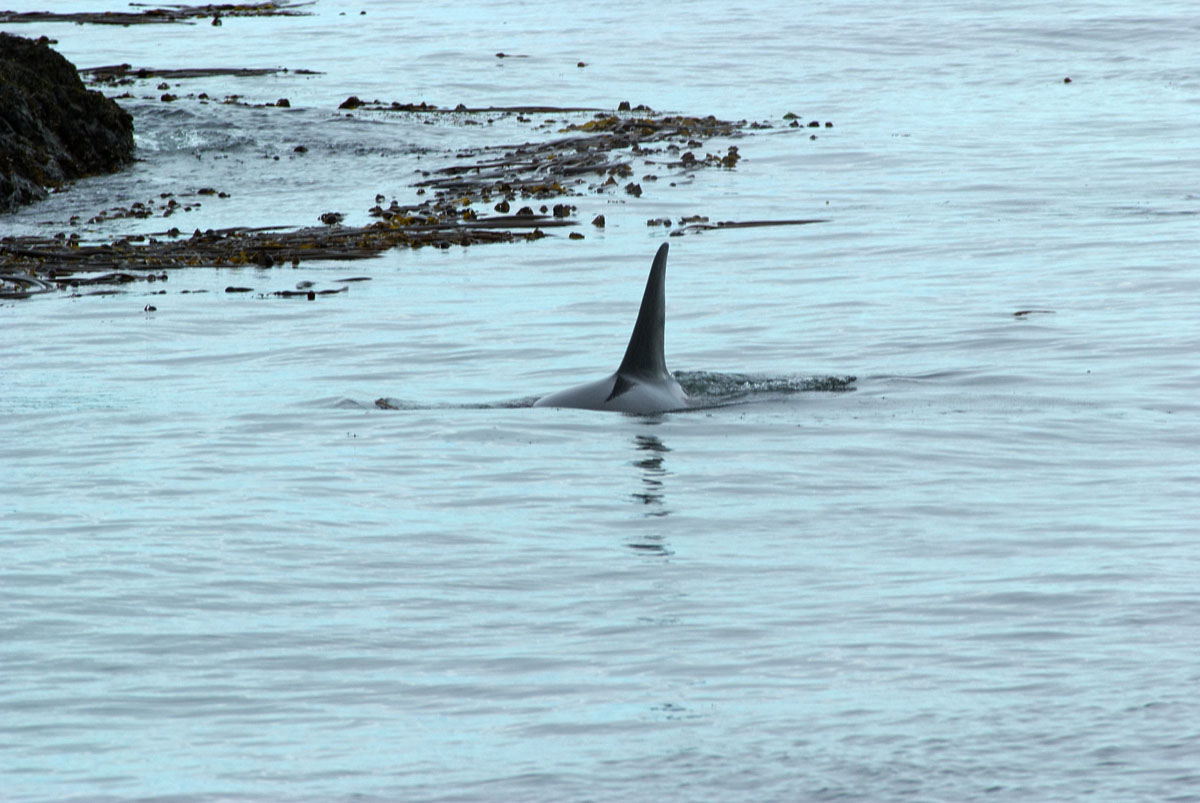 Orcinus orca