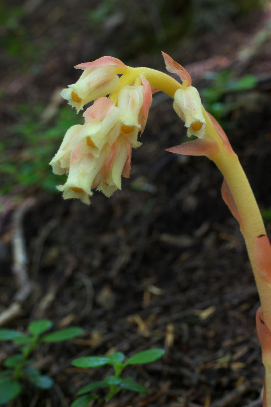 Monotropa hypopitys