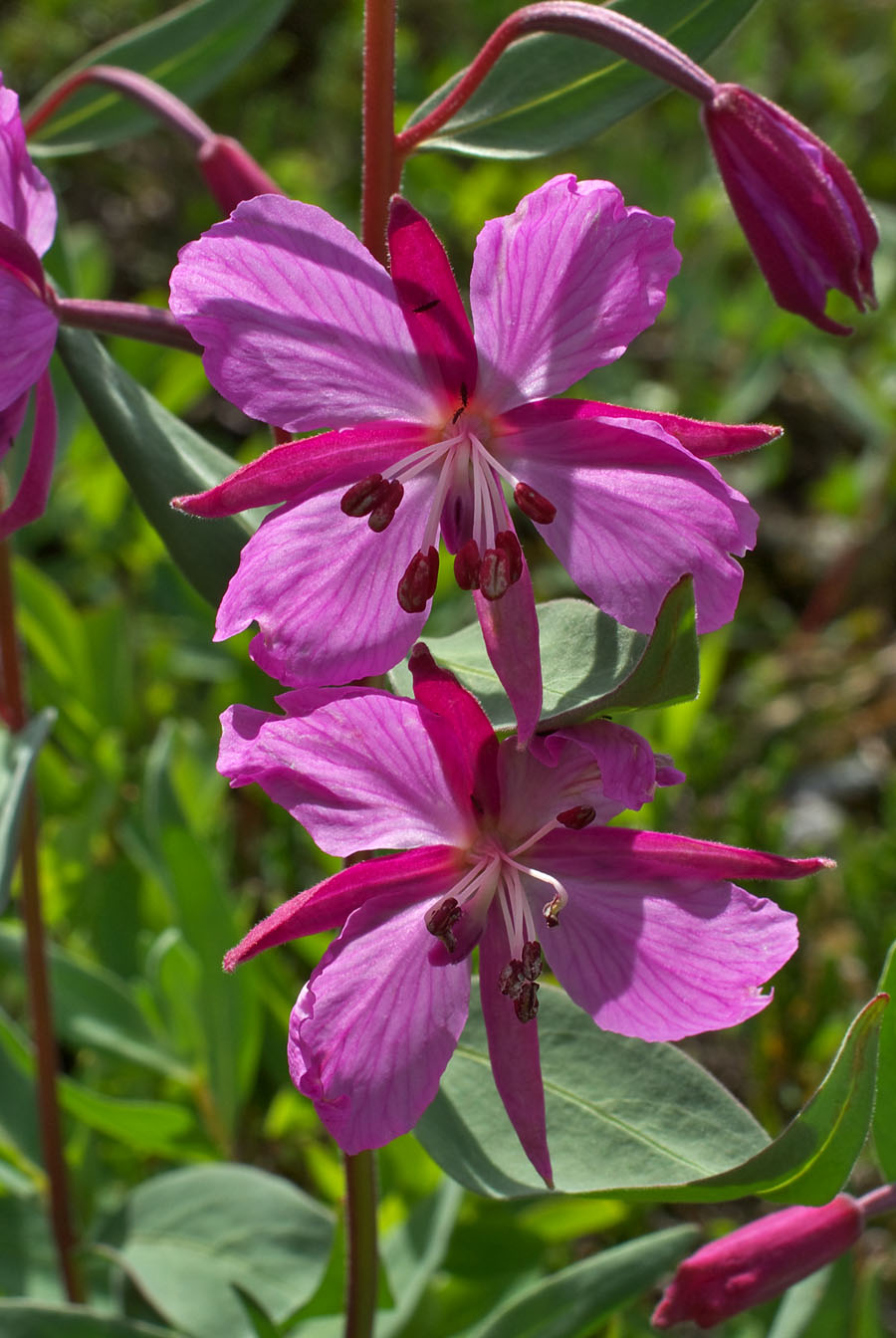 Chamerion latifolium