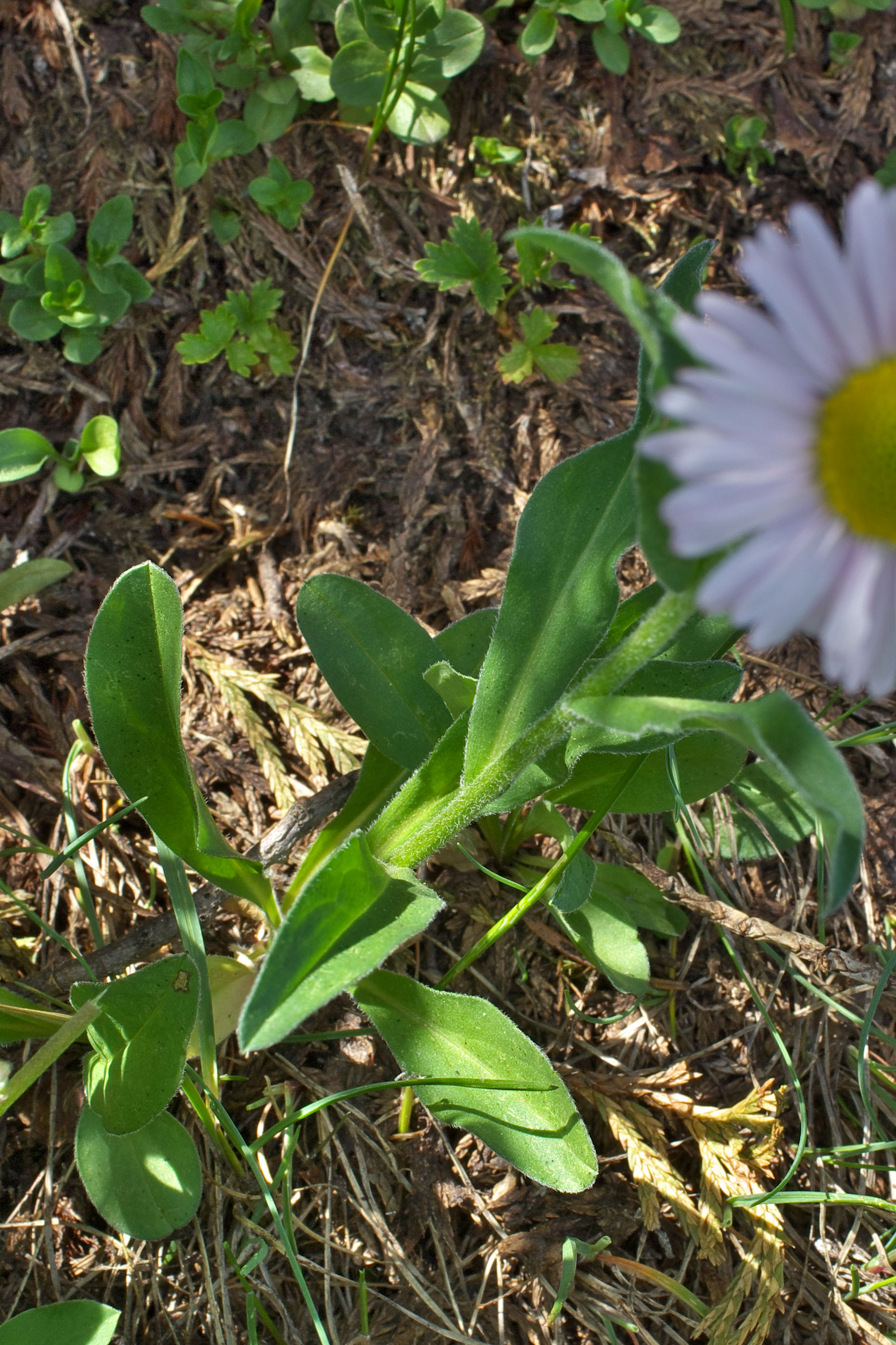 Erigeron peregrinus ssp. peregrinus