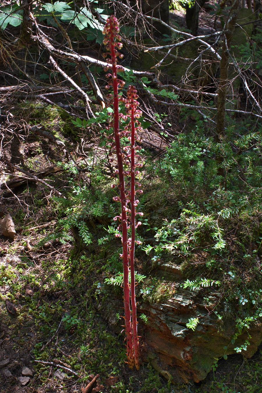 Pterospora andromedea