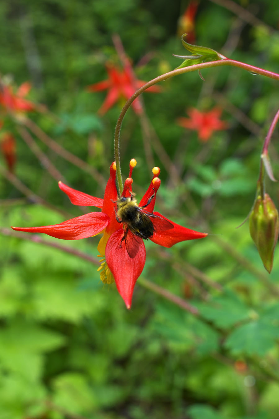 Aquilegia formosa var. formosa
