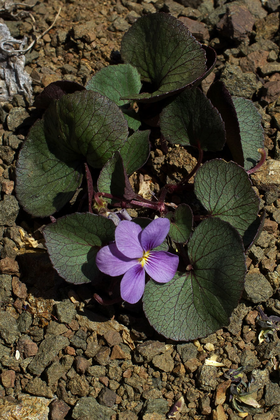 Viola flettii