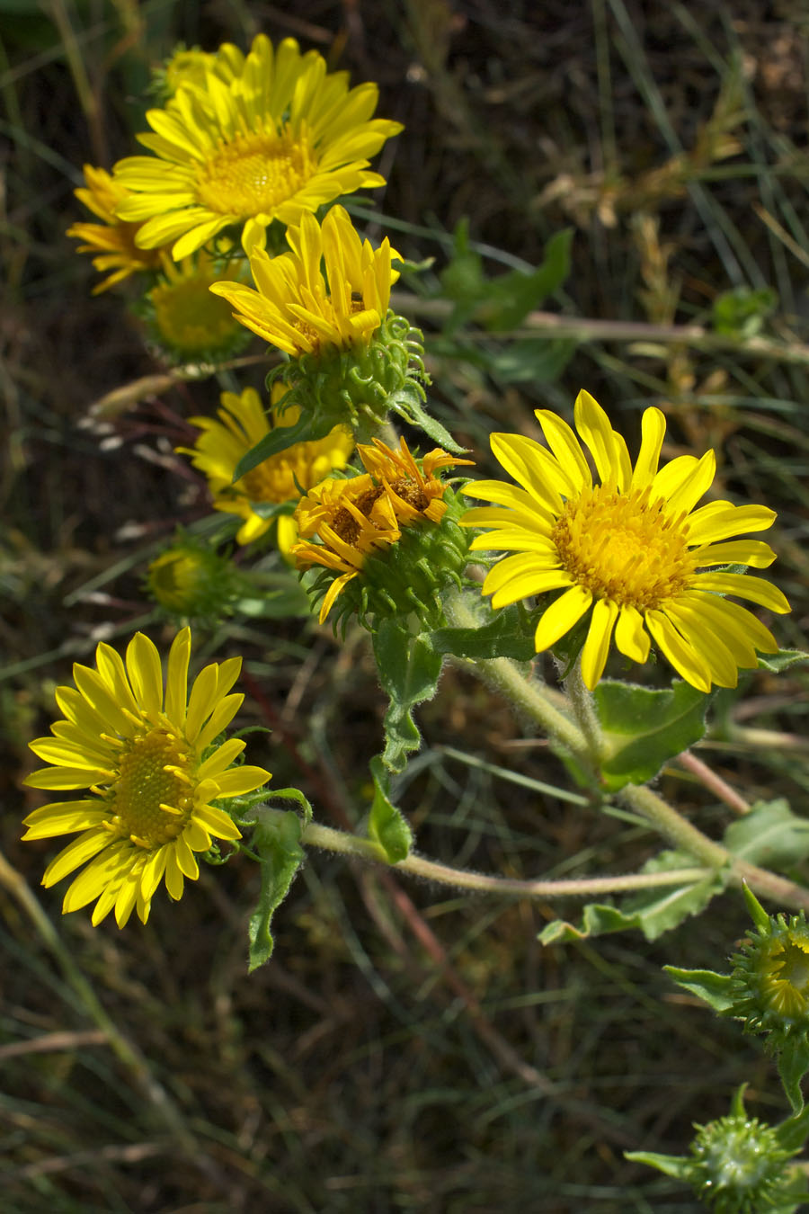 Grindelia integrifolia