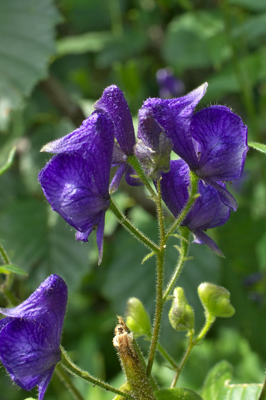 Aconitum columbianum ssp. columbianum