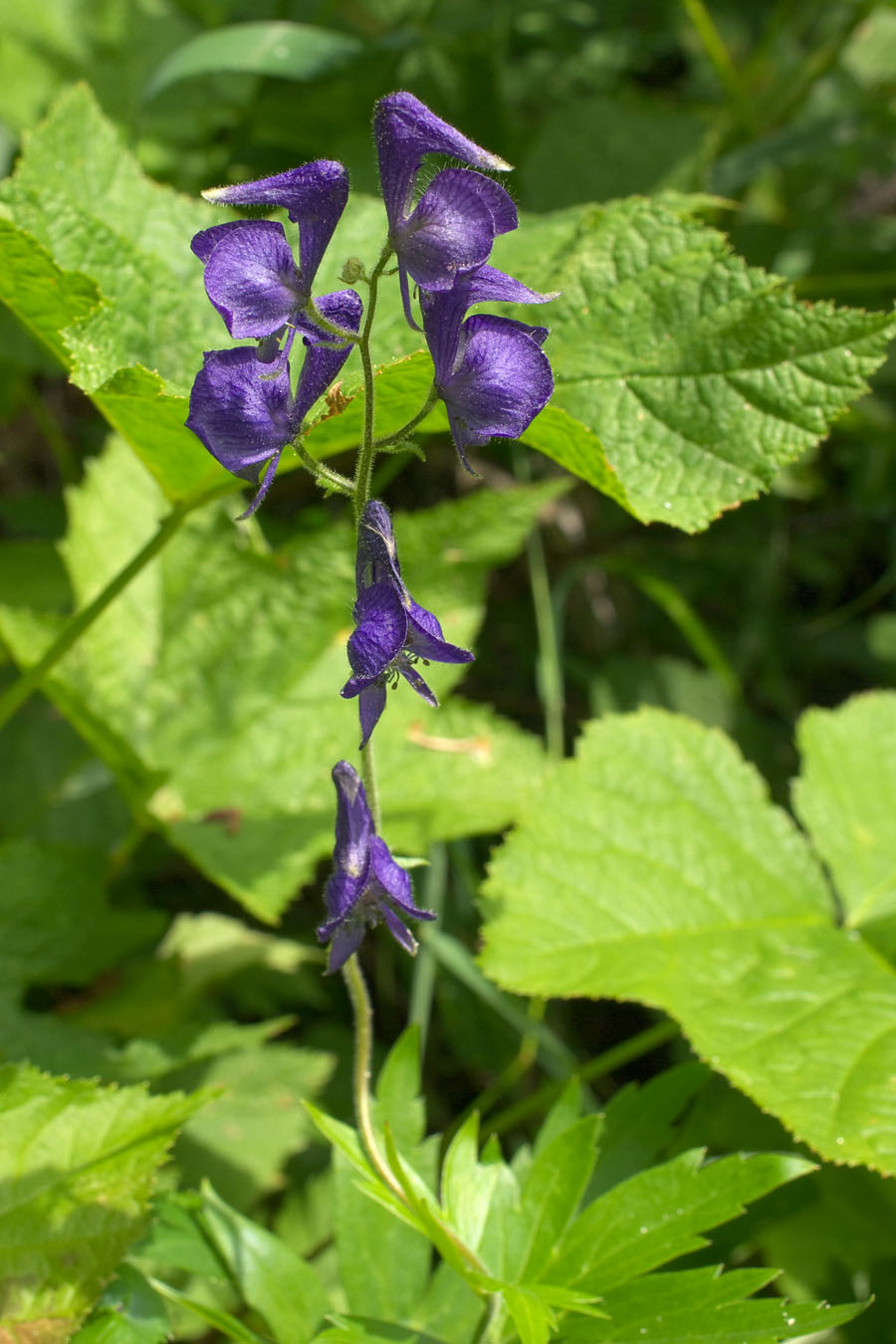 Aconitum columbianum ssp. columbianum