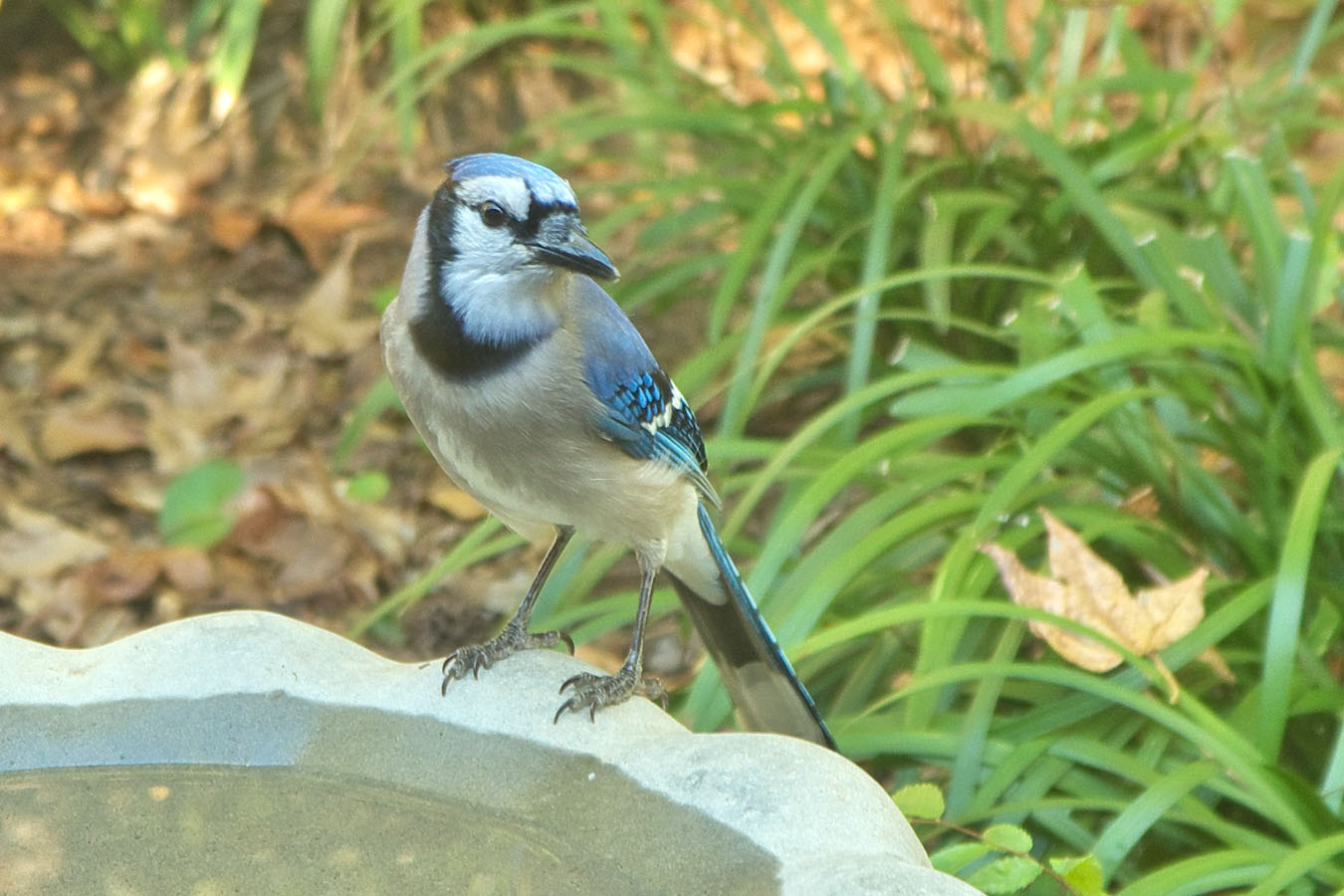 Blue Jay