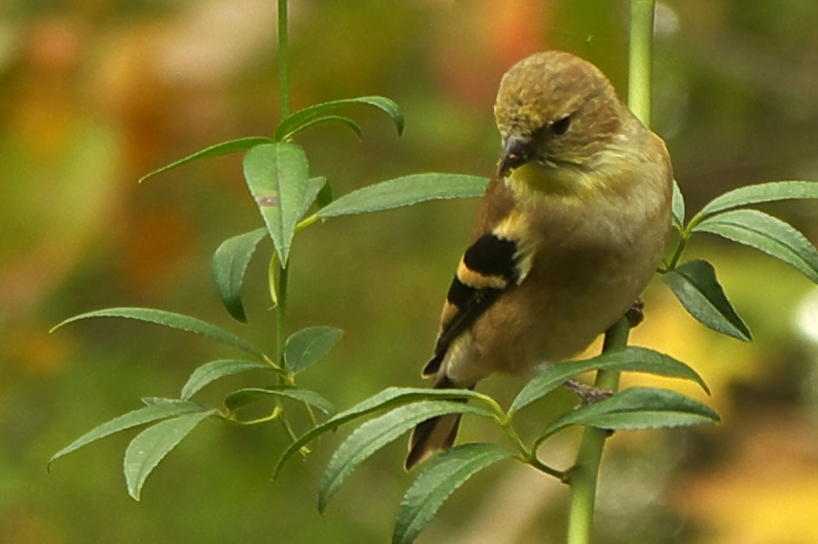 American Goldfinch