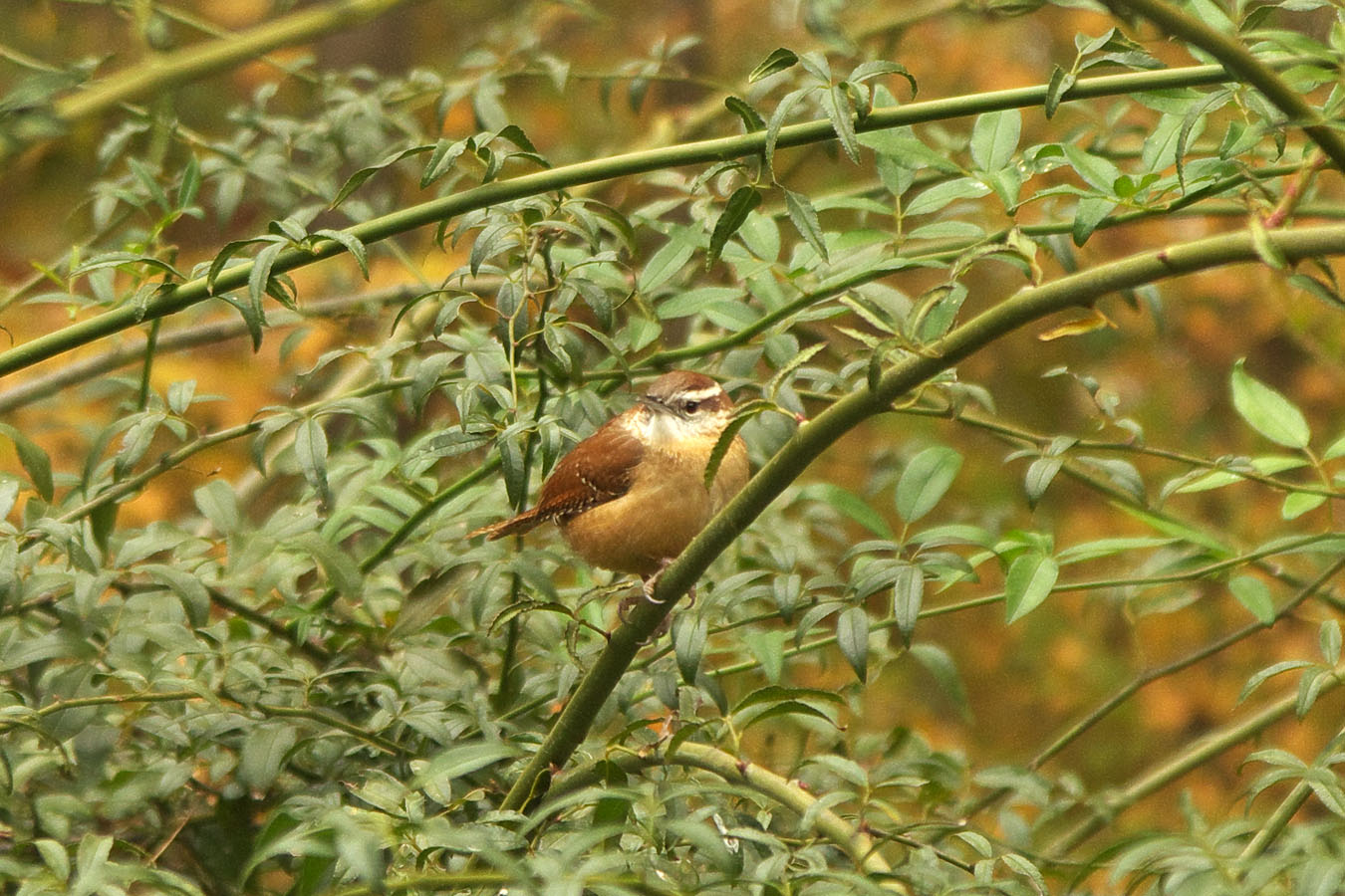 Carolina Wren