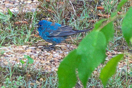 Indigo Bunting