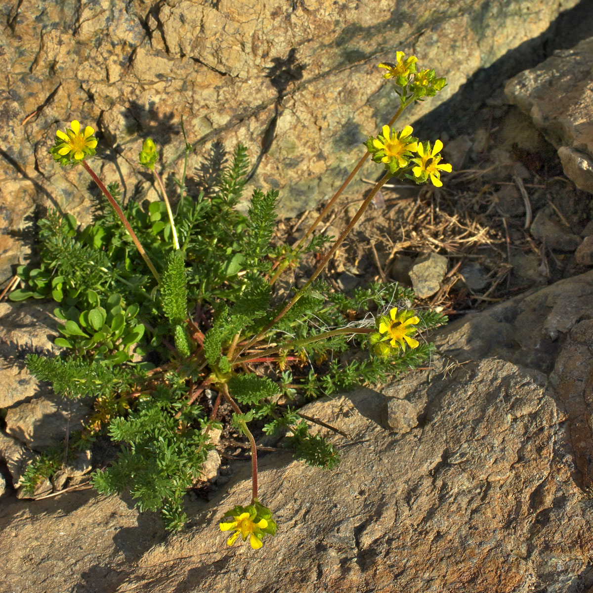 Ivesia gordonii var. alpicola