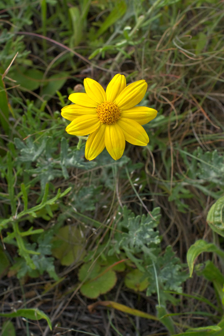 Eriophyllum lanatum var. leucophyllum
