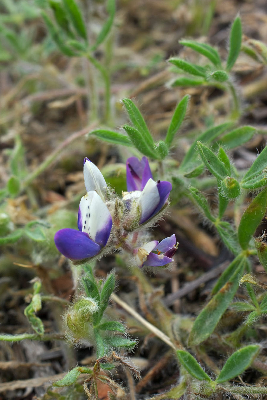 Lupinus bicolor