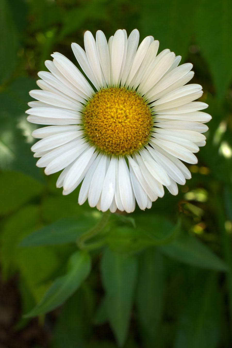 Erigeron peregrinus ssp. peregrinus