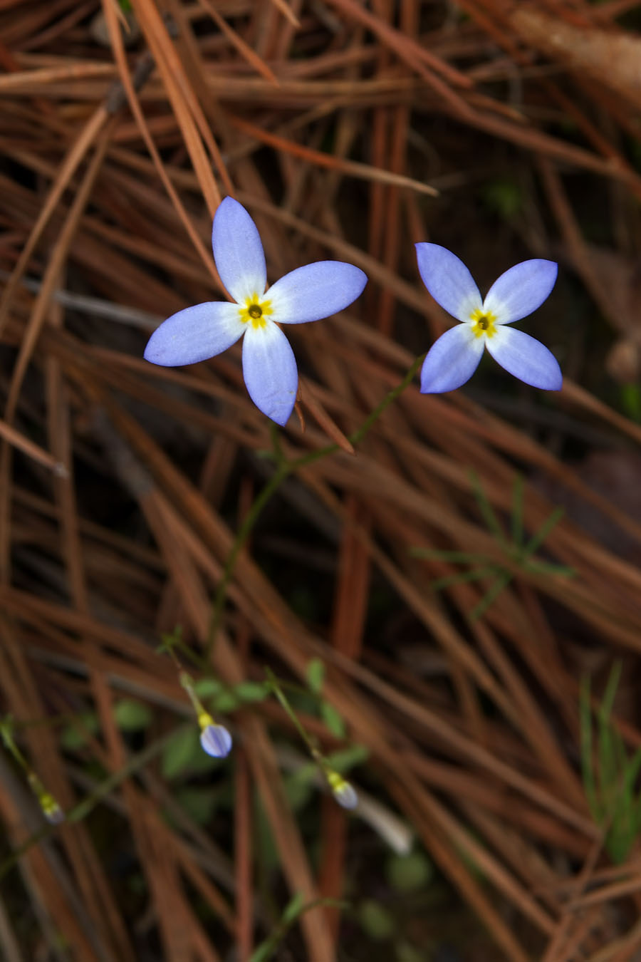 Houstonia caerulea