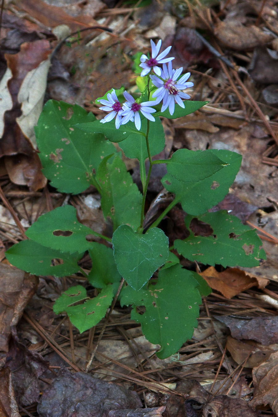Sericocarpus asteroides