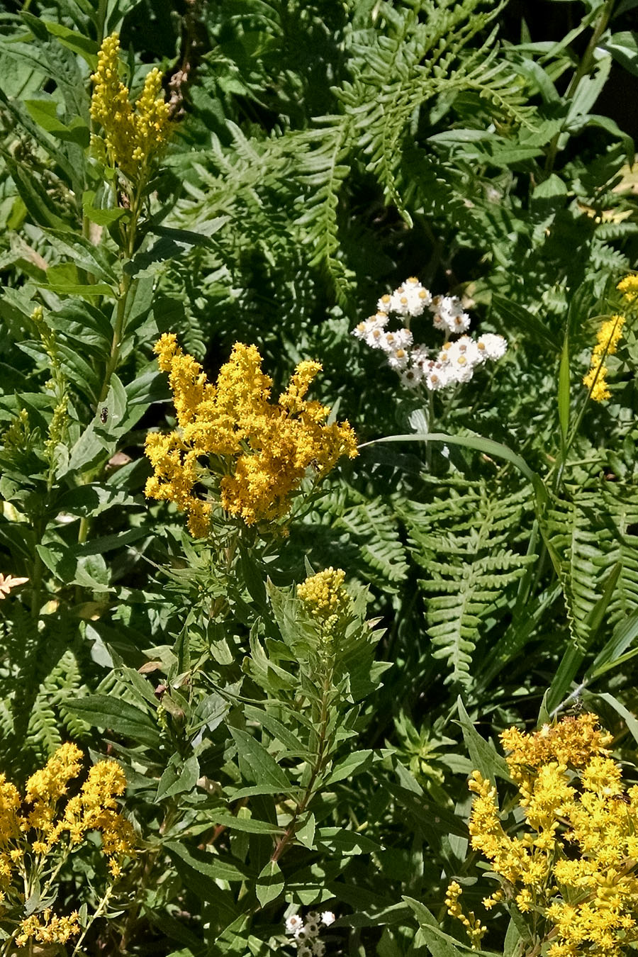Solidago canadensis
