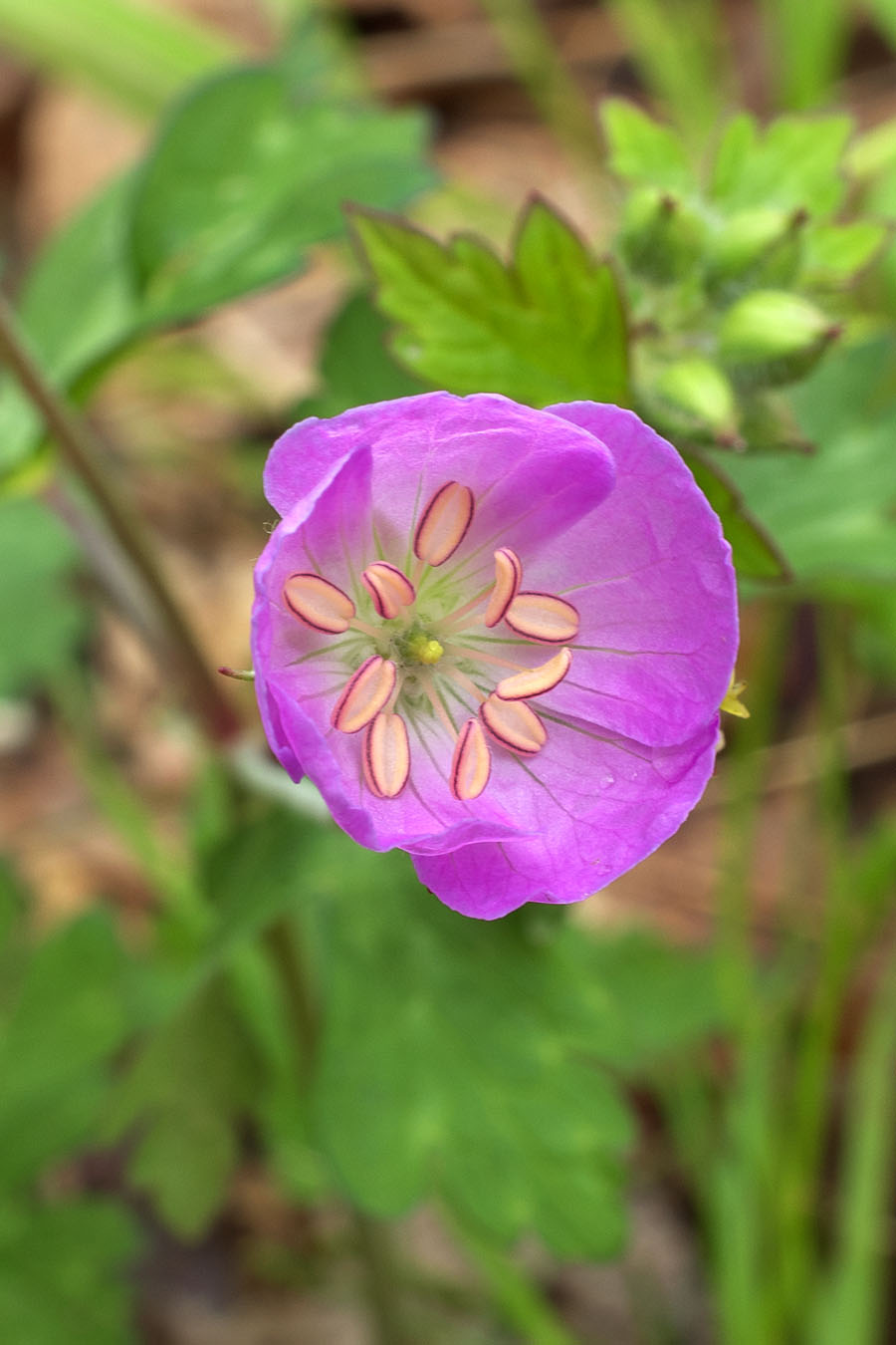 Geranium maculatum