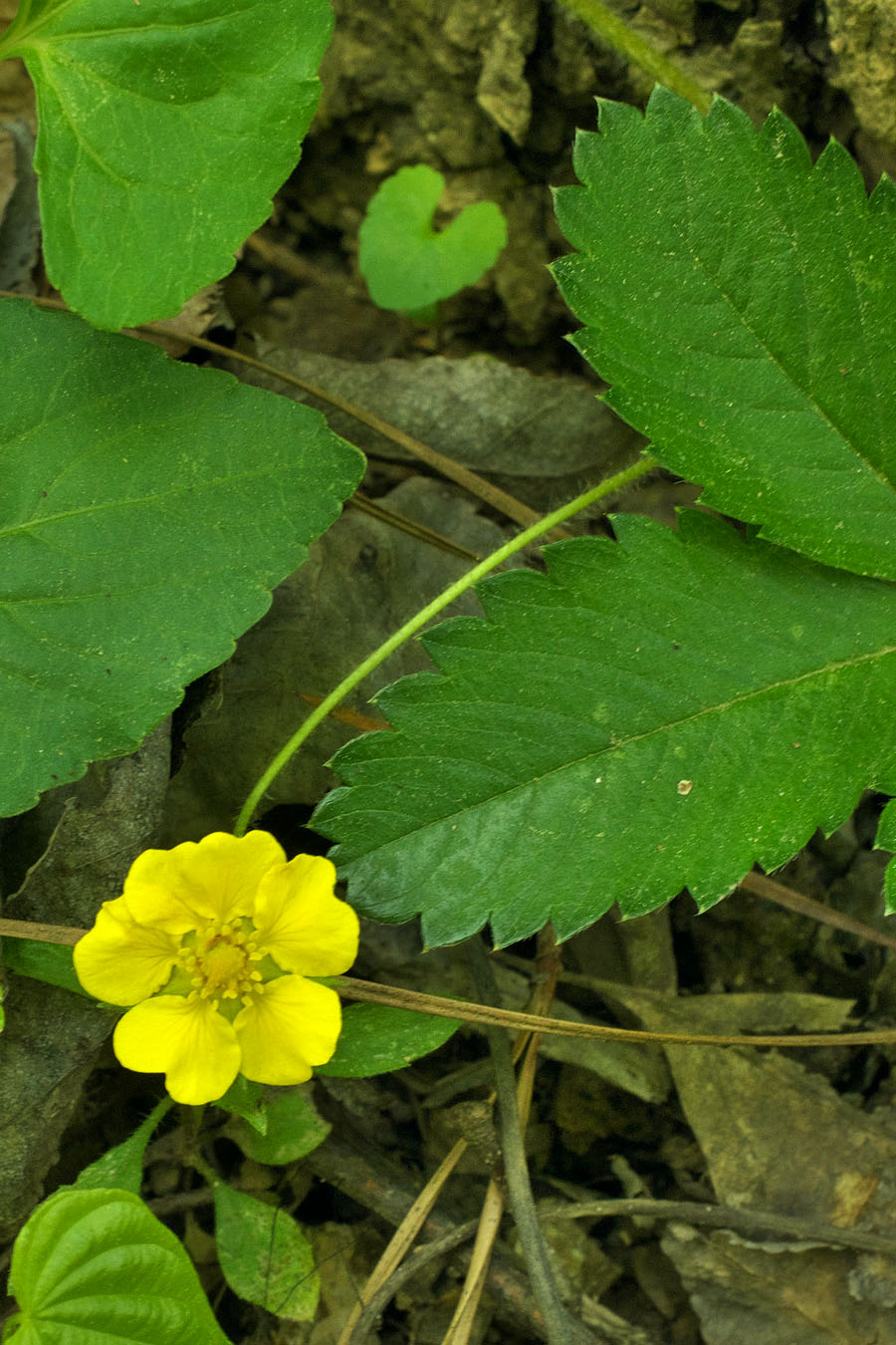 Duchesnea indica