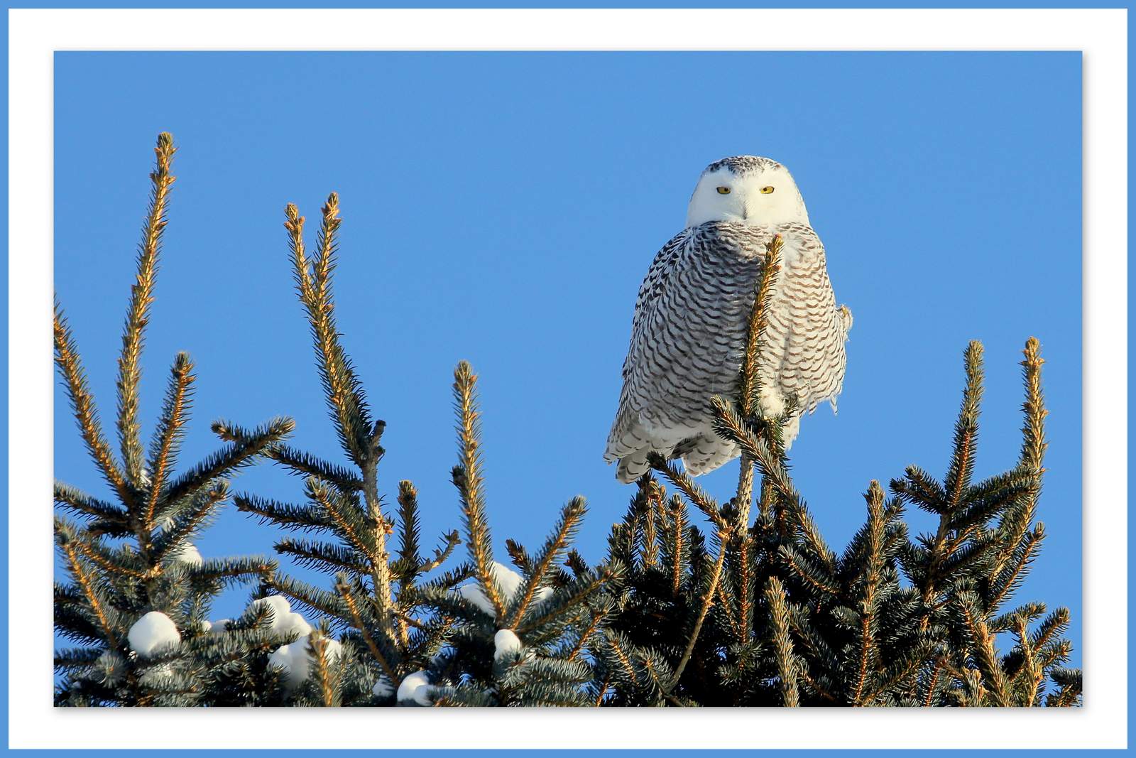  LA PHOTO DU JOUR.... du 26 janvier 2014 