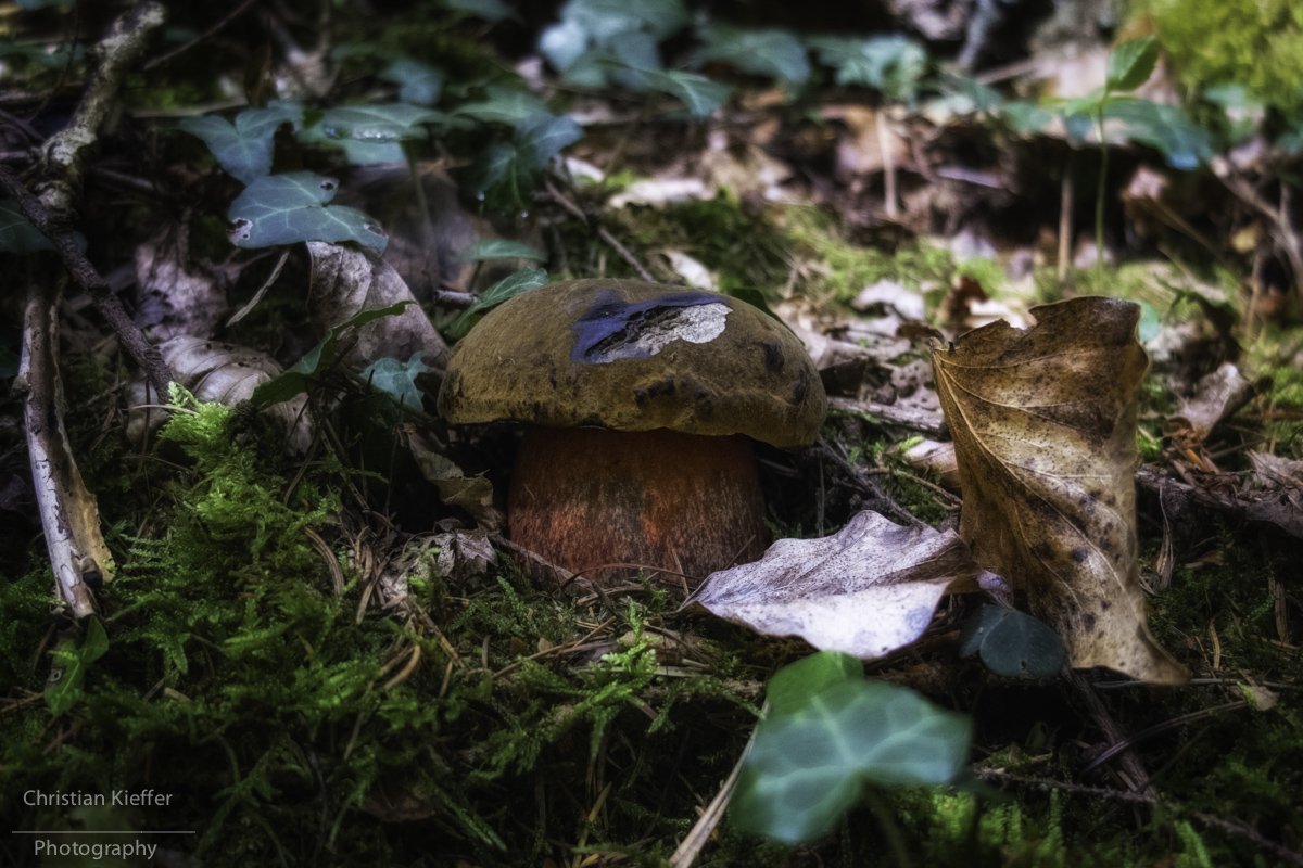 Boletus erythropus