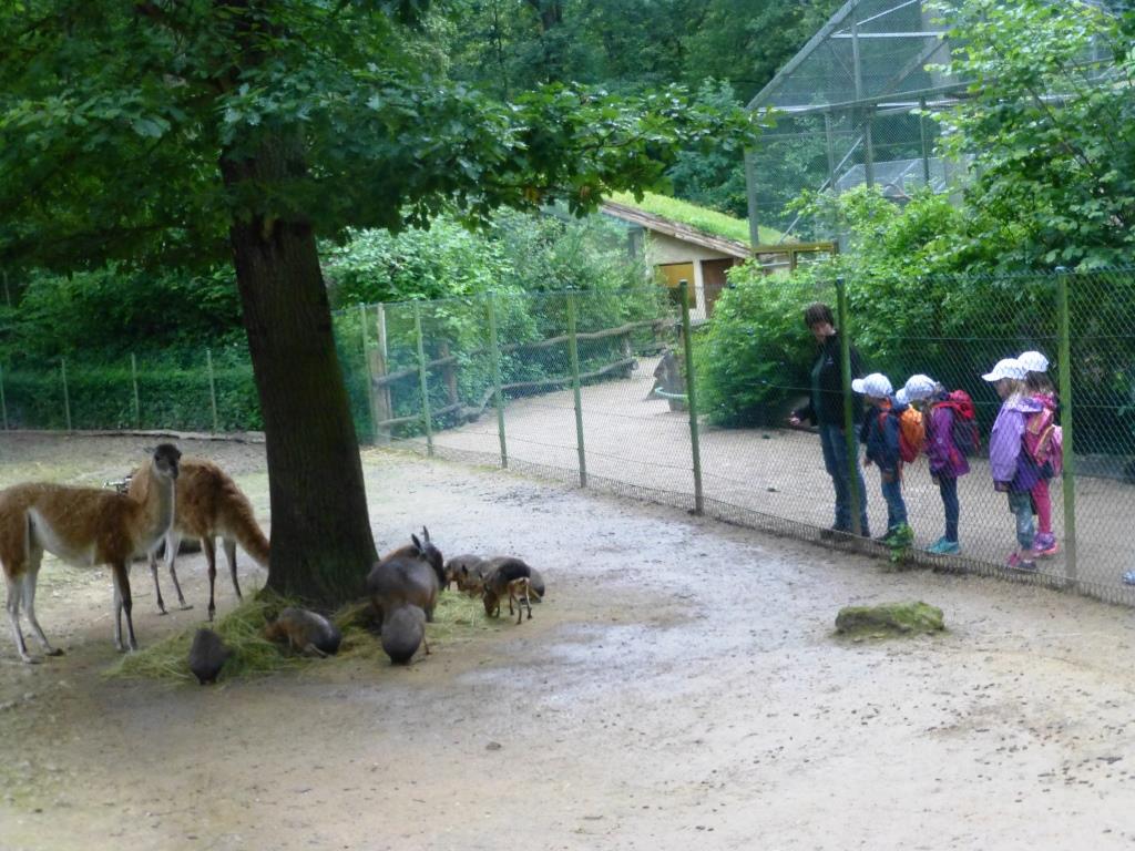 SDC Abschlussfest Kids 2016 Parc Merveilleux Bettembourg  (181).JPG