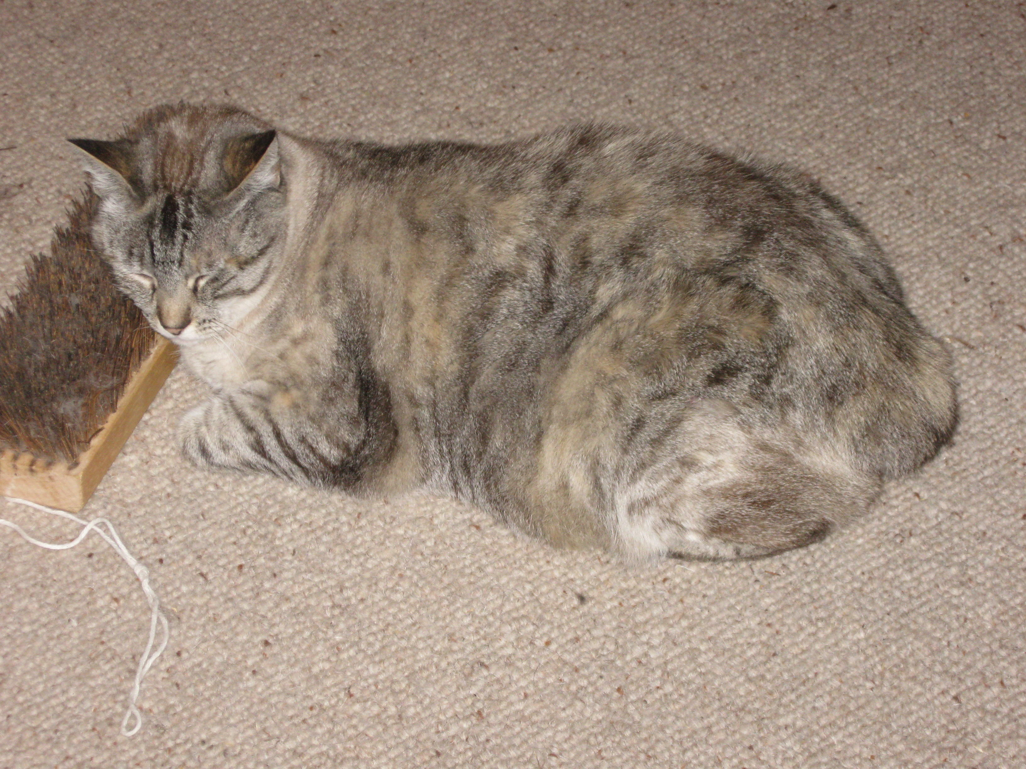 Emy and the brush