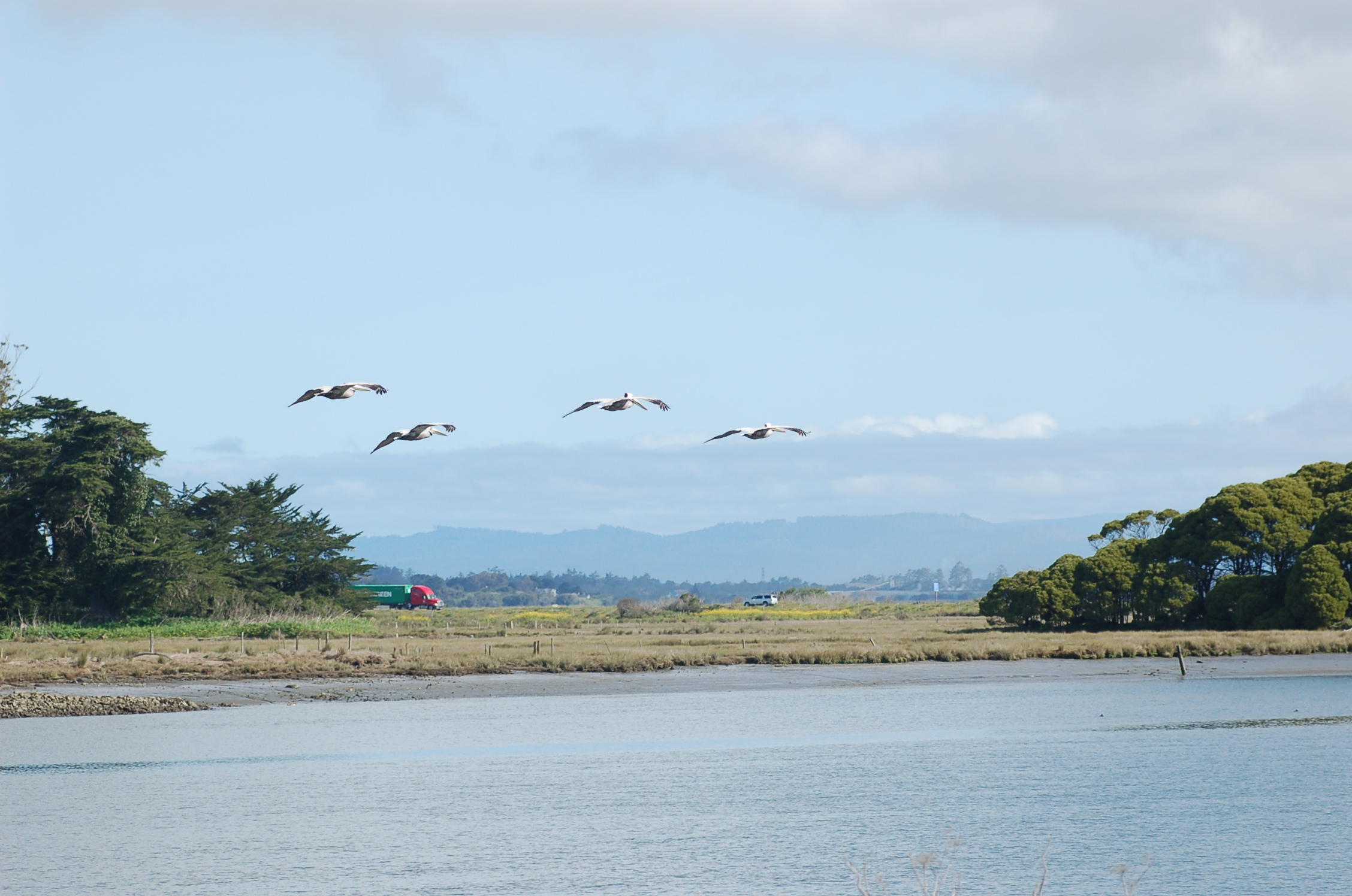 Eureka Marina Pelicans